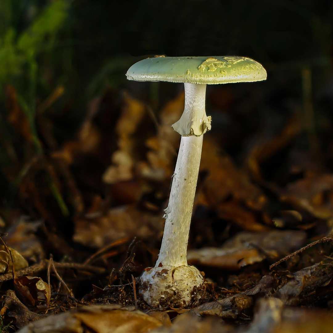 Какой гриб ядовитее бледной поганки