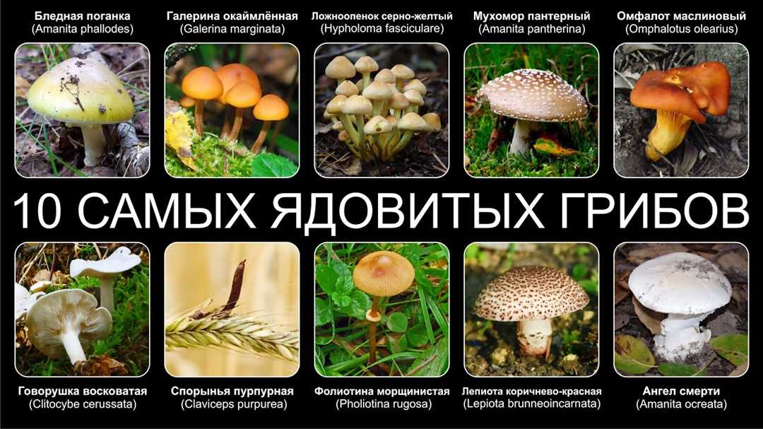 Какой из этих грибов семейства шампиньоновых ядовитый