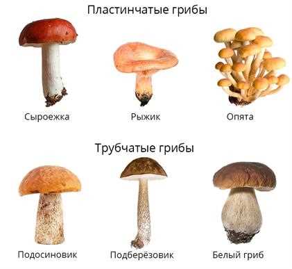 Определите ядовитый гриб из списка.