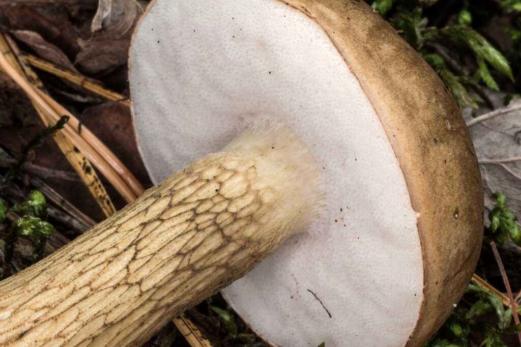 Какой ядовитый гриб похож на подберезовик
