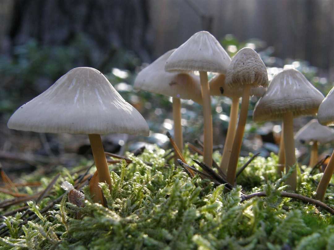 Какие грибы считаются ядовитыми?