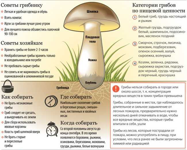 Лекарственные и ядовитые грибы