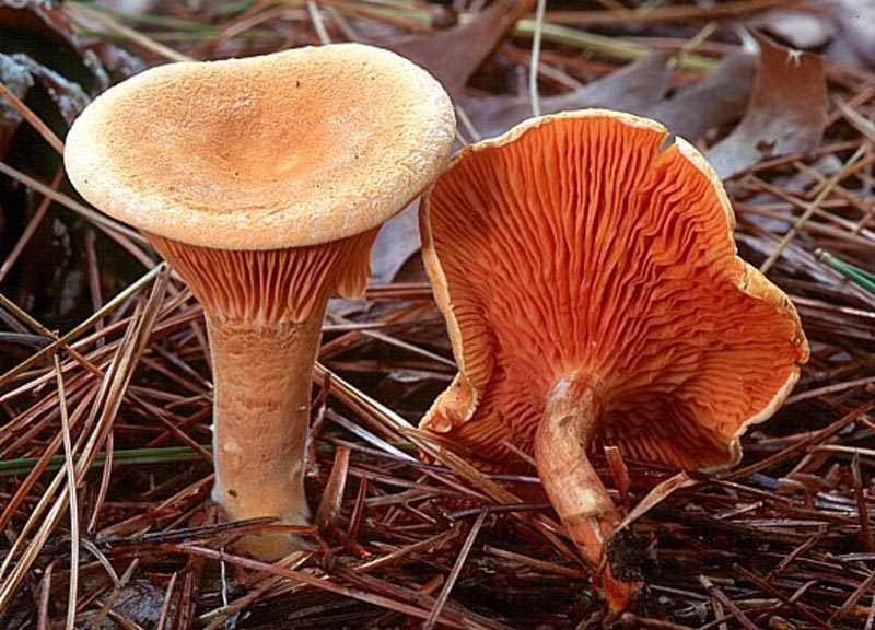 Лисички: условно съедобные грибы