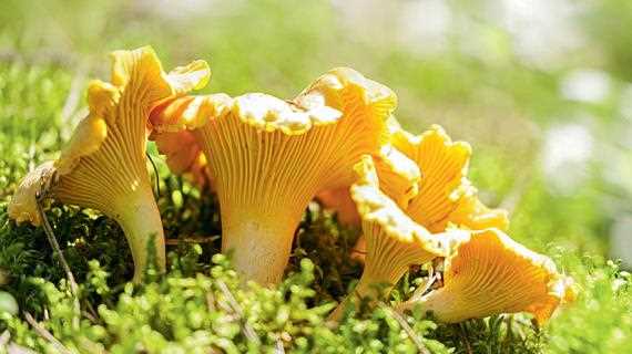 Лисички грибы — опасные для здоровья или же безопасные?