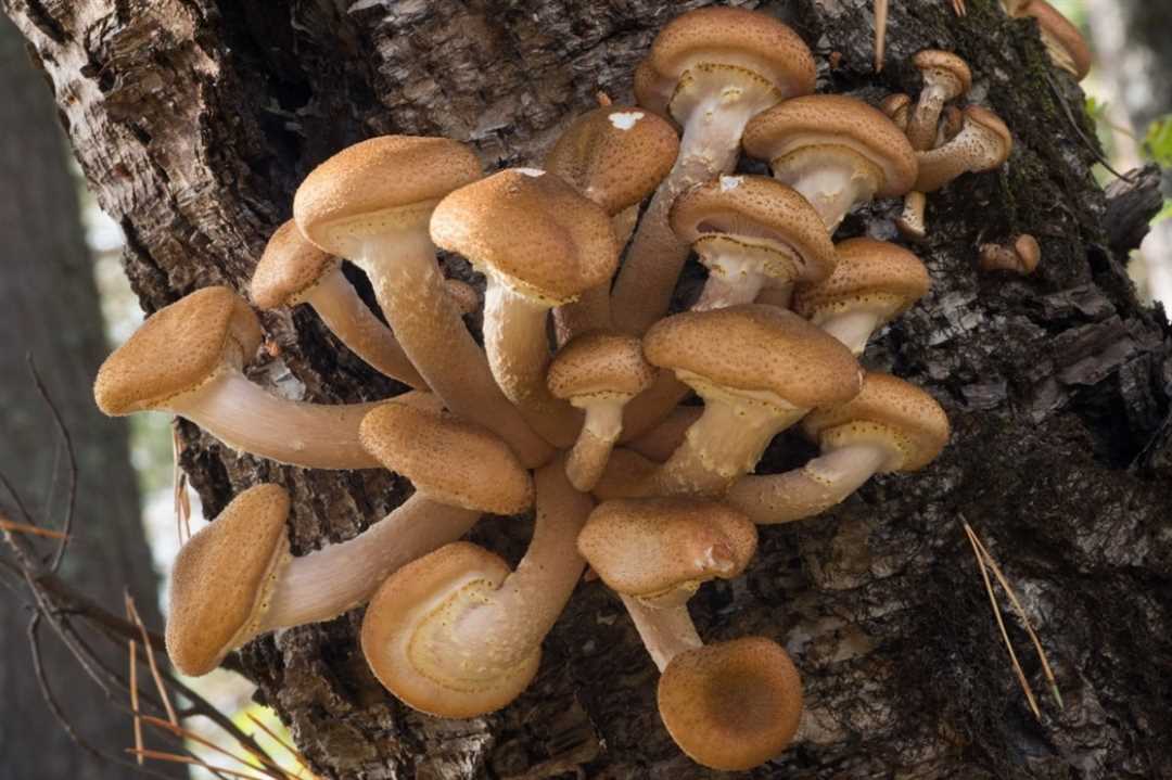 Ложный опенок — зловонный ядовитый гриб