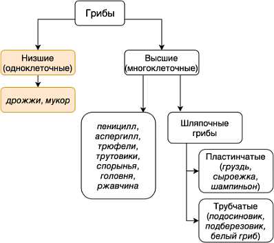 Морфология грибов классификация патогенные представители