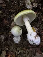 Мухомор вонючий список смертельно ядовитых видов грибов