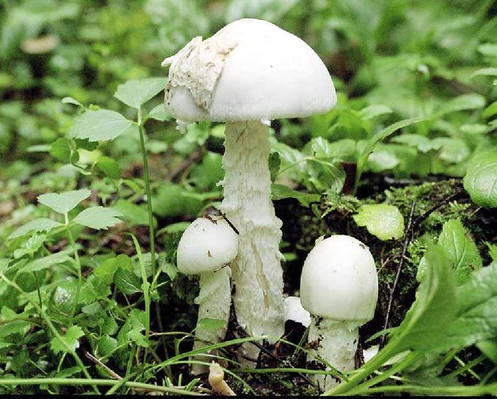 Мухомор вонючий — опасный гриб с ядовитыми свойствами.