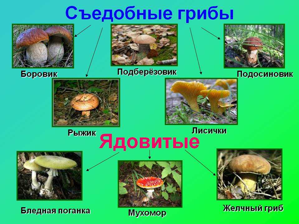 Опасность грибов