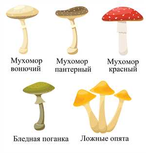 Ядовитые грибы — опасность в лесу