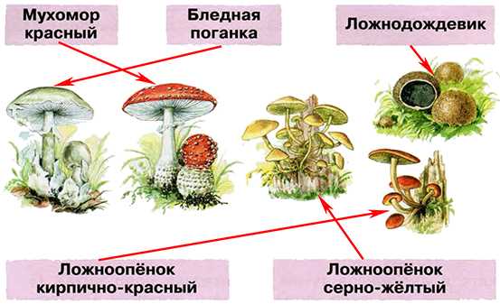 Нарисовать ядовитые грибы 2 класс по окружающему