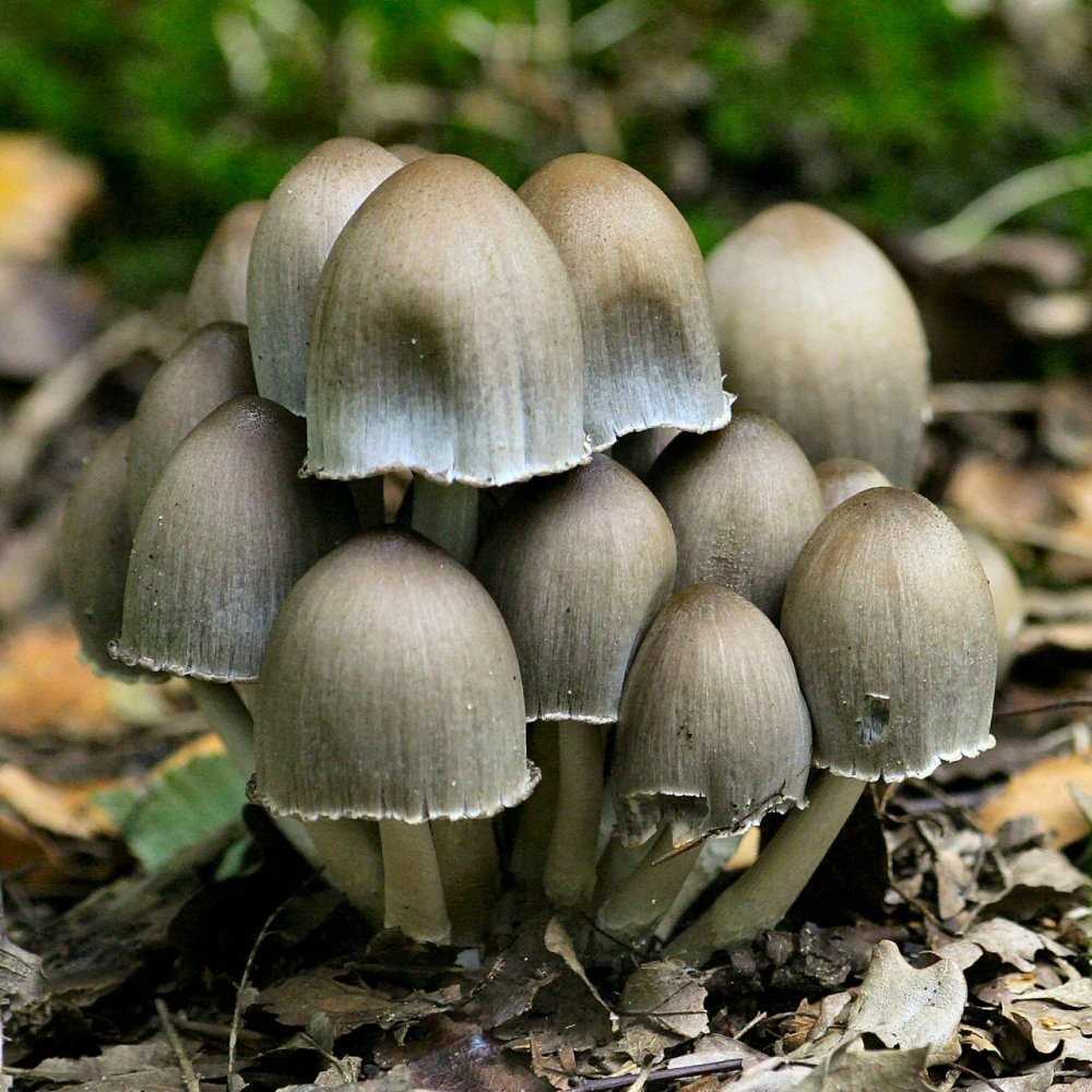 Навозник обыкновенный гриб ядовитый
