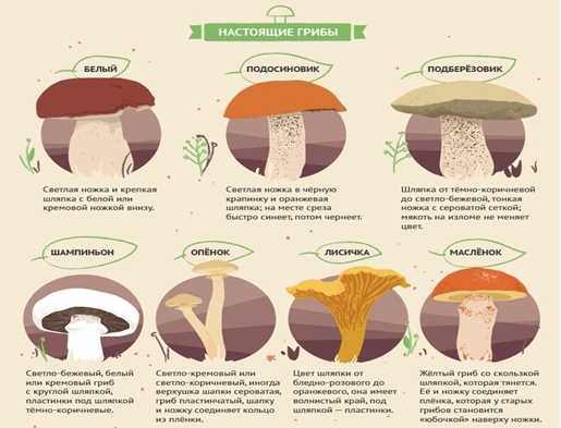 Меры профилактики отравлений грибами