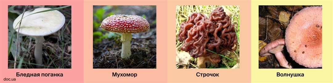 Назовите меры по предупреждению отравления грибами кратко