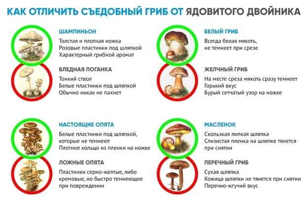 Ядовитые грибы России: как определить ядовитый гриб, как отличить съедобный гриб