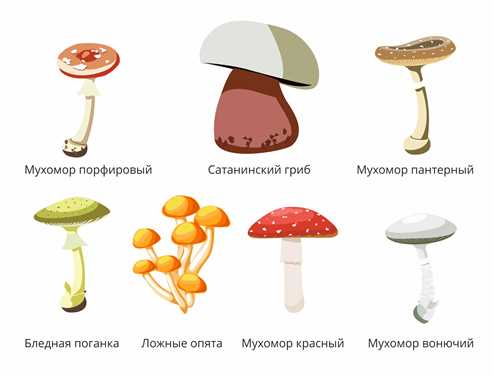 Признаки ядовитости у грибов