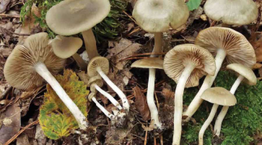 В Сочи сообщили о массовом произрастании краснокнижных ядовитых грибов