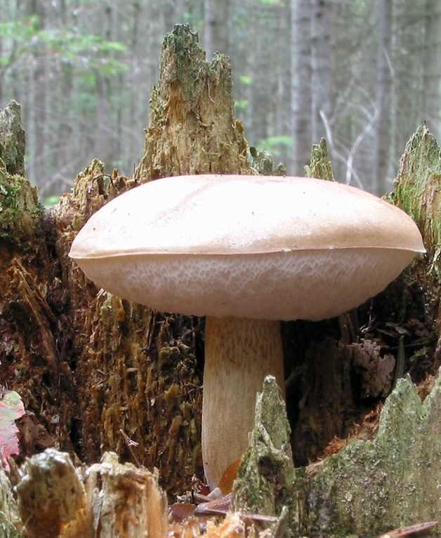 Опасен ли белый гриб