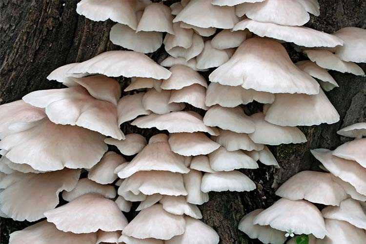 Как опасны грибы вешенки?