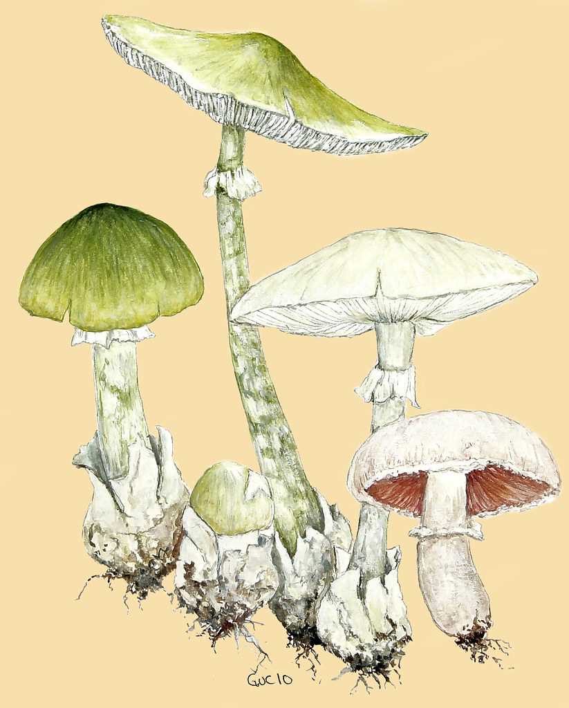 Опасные грибы для человека в лесу россии