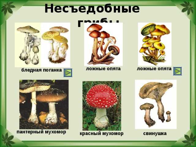 Опасные грибы двойники 3 класс окружающий мир