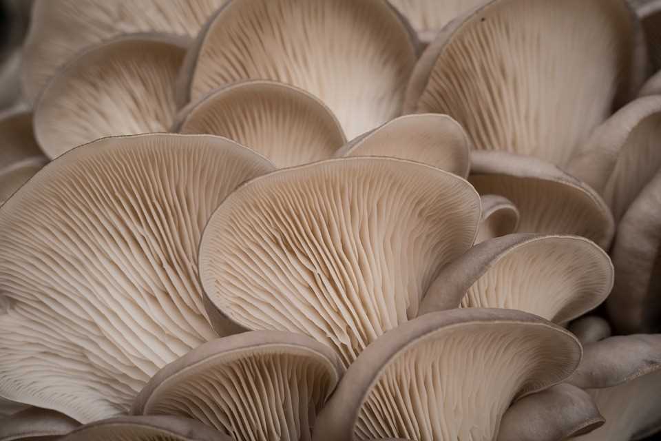 Рискованно ли выращивать грибы в домашних условиях