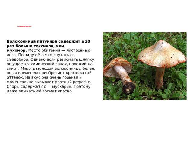 Текст научной работы на тему «О ядовитых грибах Мордовии»