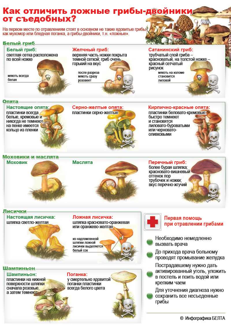 Осторожно ядовитые грибы