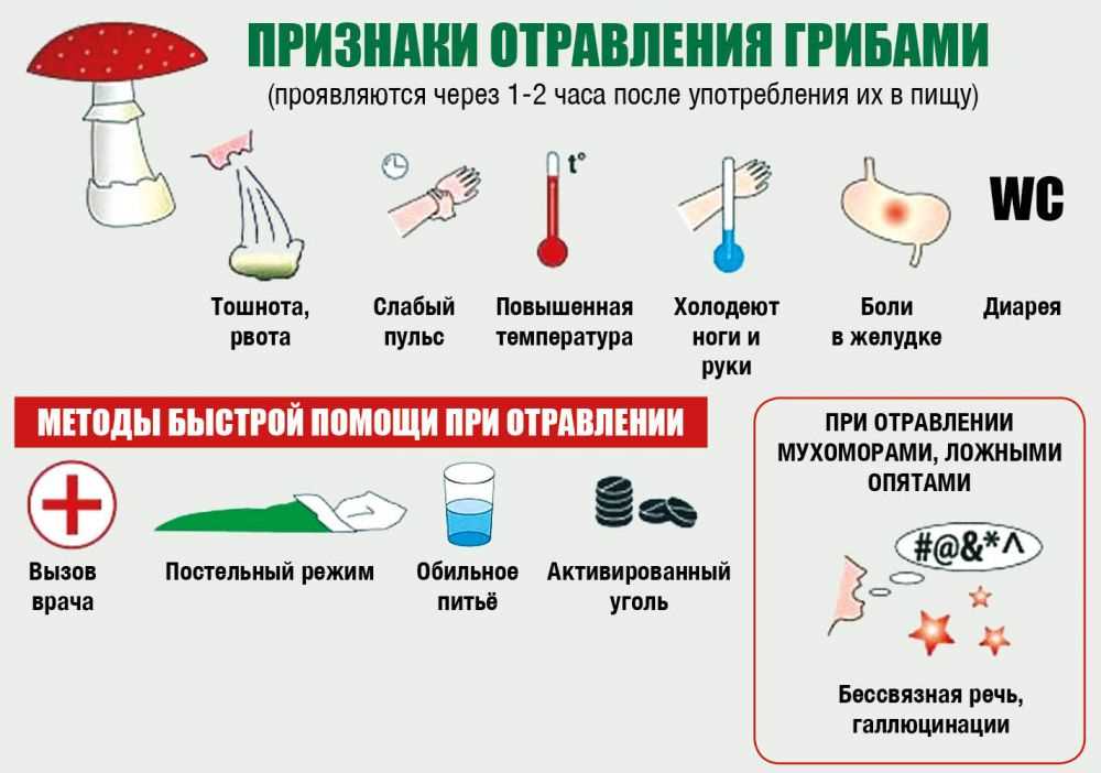 Россиянам посоветовали не запивать ядовитые грибы водкой