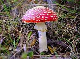 Вредные последствия употребления ядовитых грибов обсуждают на форуме