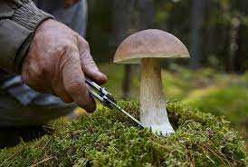 Ульяновские врачи рассказали, как не отравиться грибами