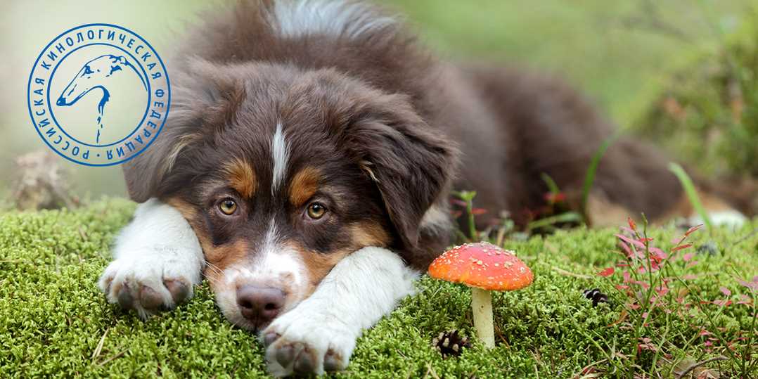 Можно ли собакам давать грибы