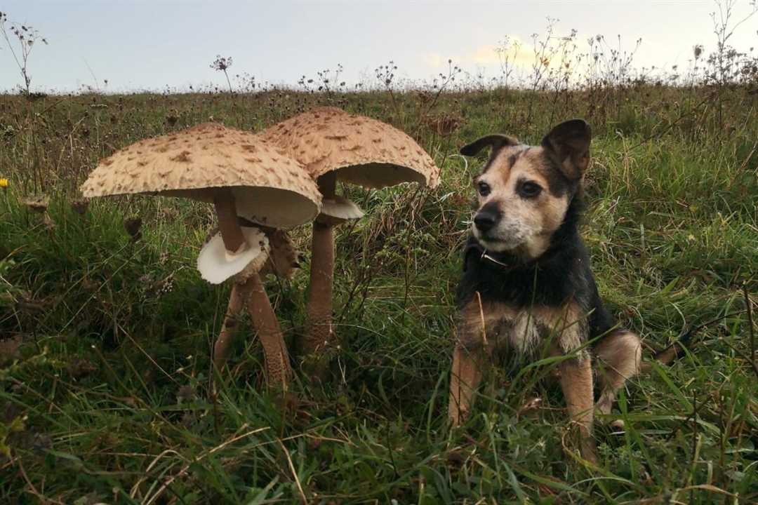 Кинологи напомнили о вреде грибов для собак