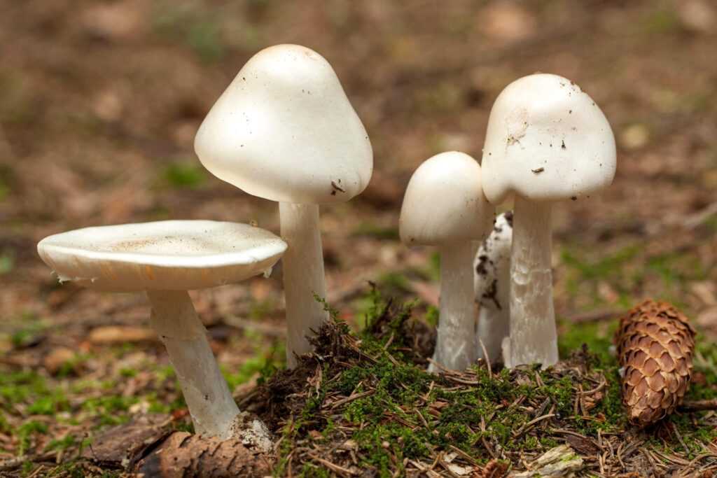 Как предотвратить отравление животных грибами?