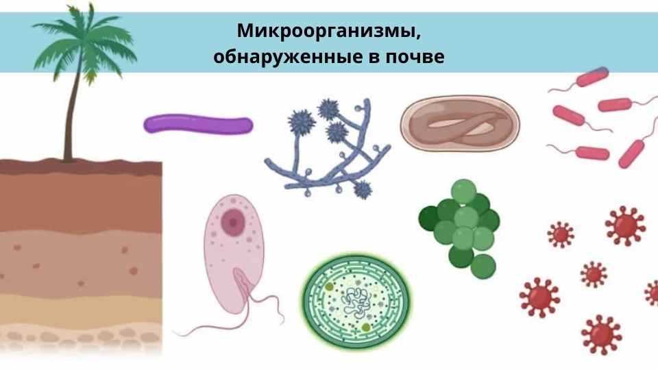 Текст научной работы на тему «Микроскопические грибы в связи с проблемами биологической безопасности обзор»