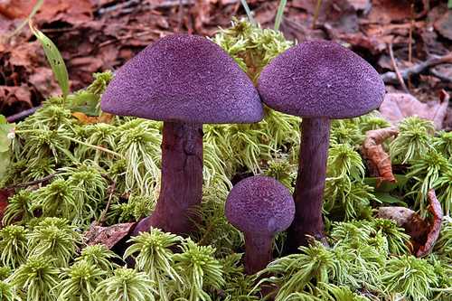 Паутинник фиолетовый гриб съедобный или ядовитый