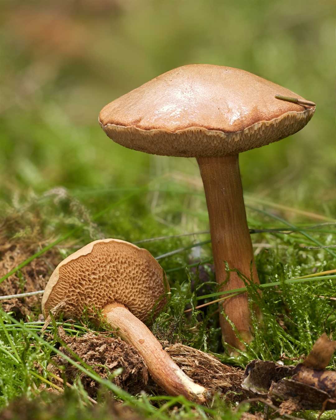 Съедобные грибы - названия, каталог