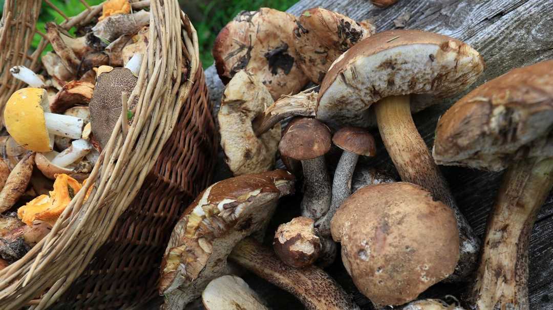 Пищевые отравления человека продуктами жизнедеятельности грибов называются