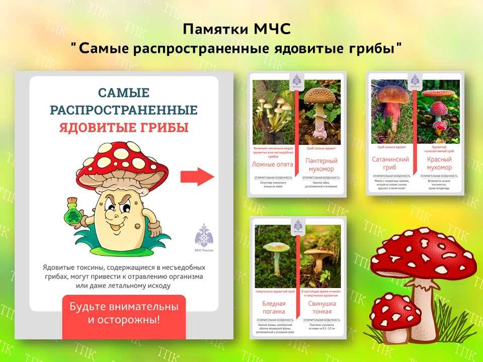 Плакат на тему осторожно ядовитые грибы