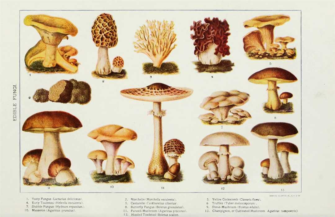 Плакат ядовитые грибы