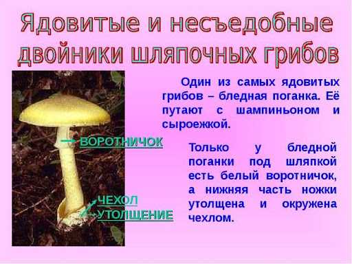 Подробный план об опасности ядовитых растений и грибов