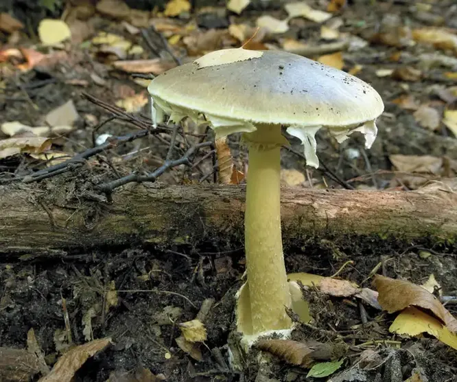 Планета грибы ядовитые