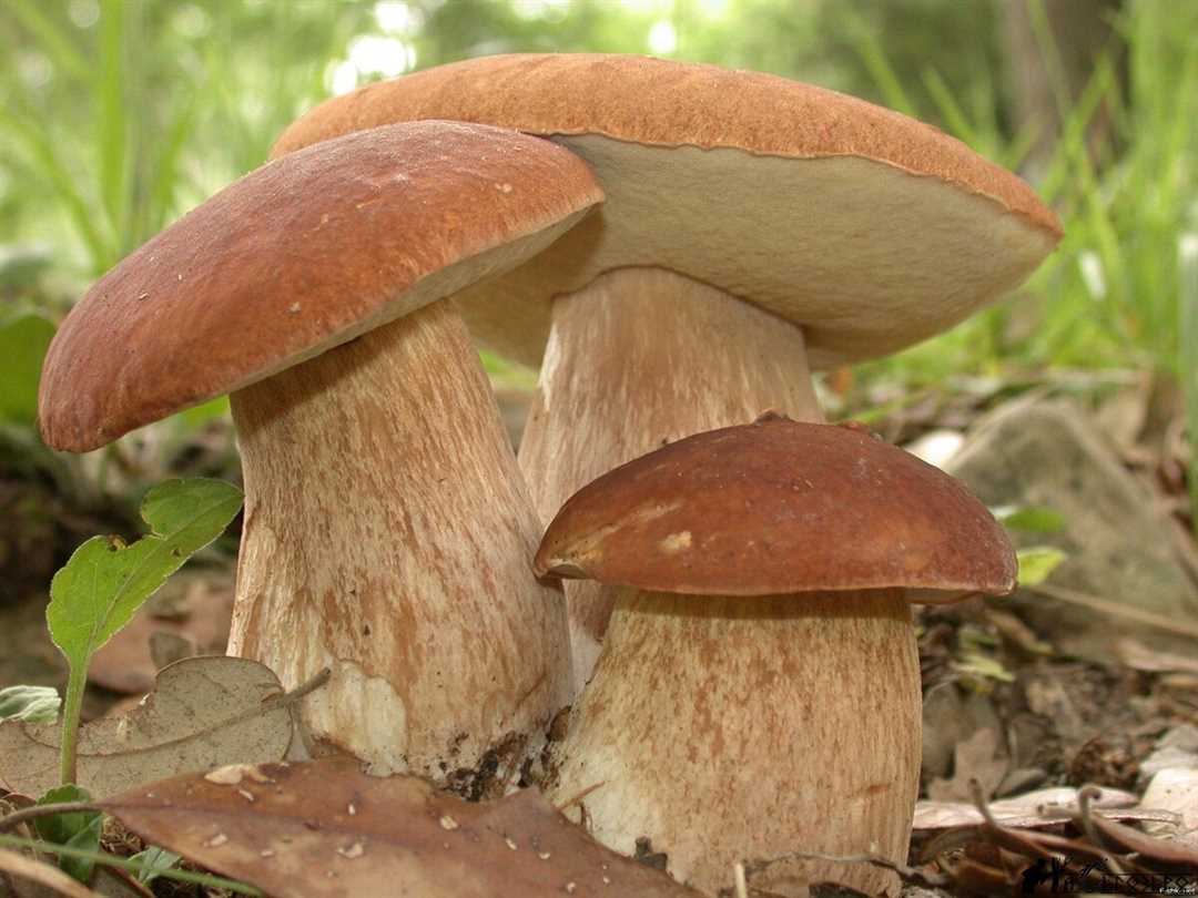 Особенности патогенных грибов