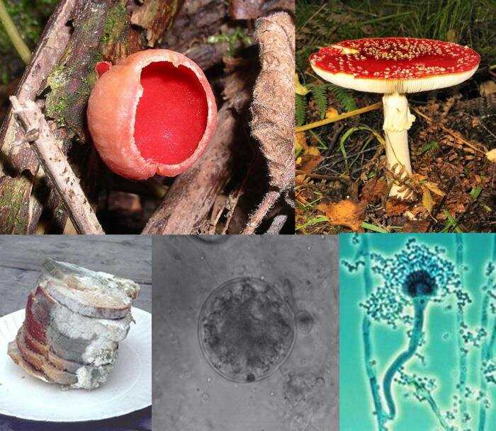 Причины называния некоторых грибов патогенами