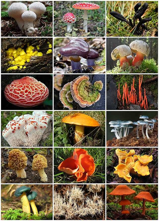 Почему некоторые грибы называют ядовитыми