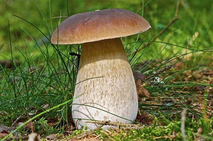Ложные подосиновики или несъедобные грибы, с которыми можно спутать подосиновик