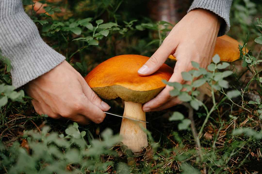Подосиновик — знакомый или опасный гриб?