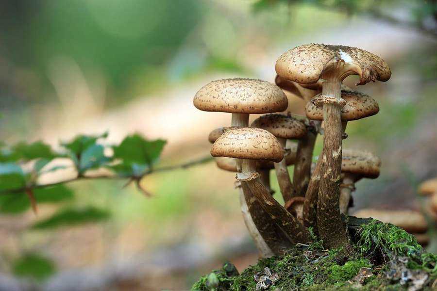 Что делать при отравлении грибами?