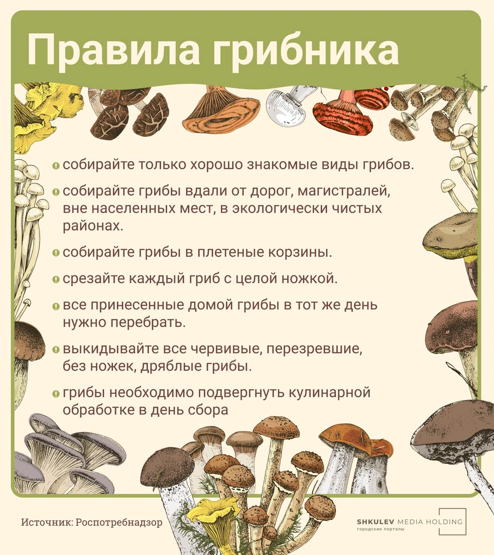 Трубчатые грибы съедобные и несъедобные виды