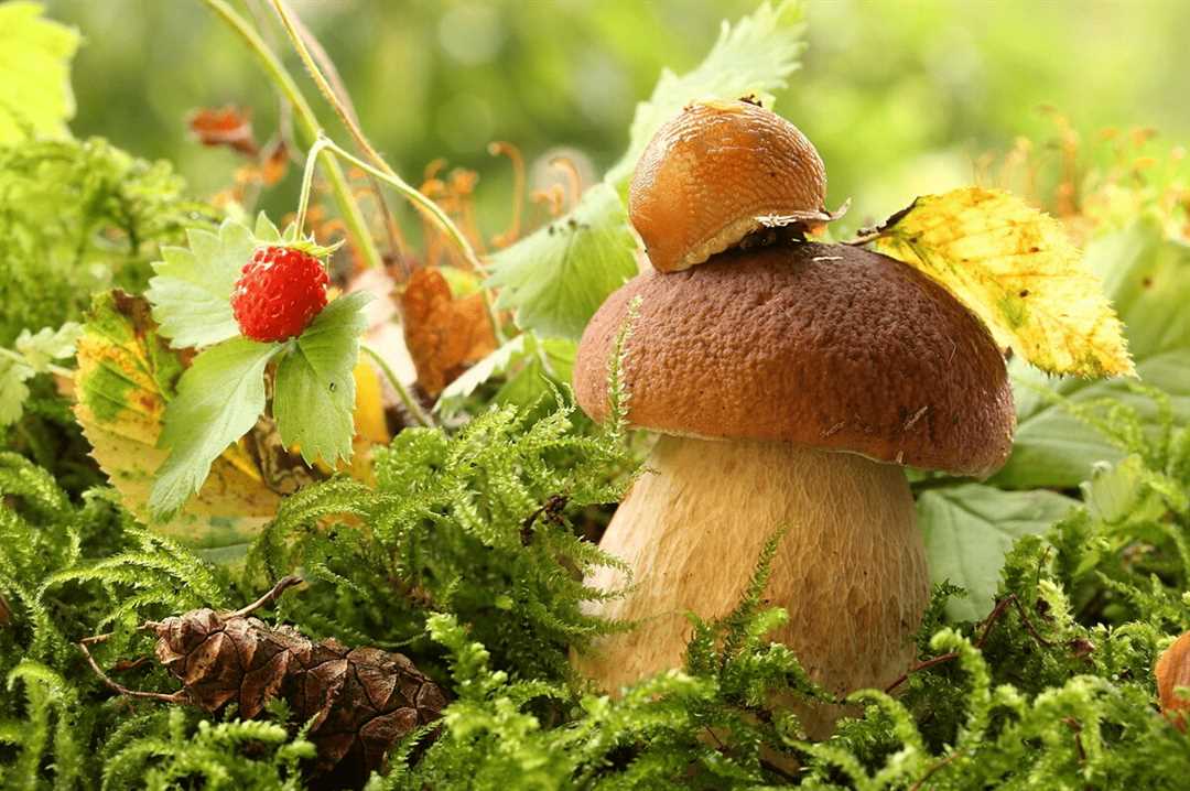 Размножение и распространение грибов